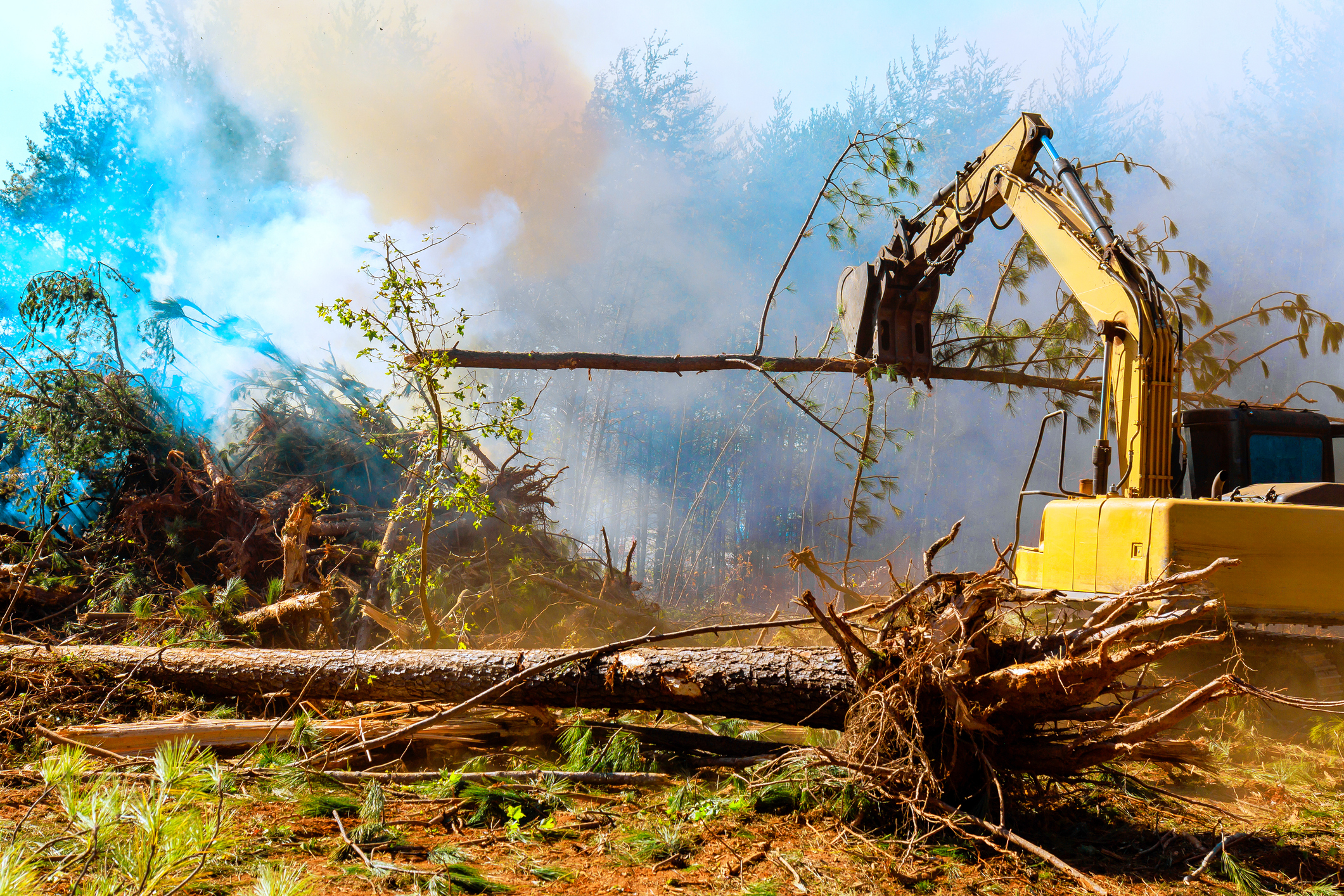 During clearing of land for construction, uprooted trees are burned, creating environmental problems